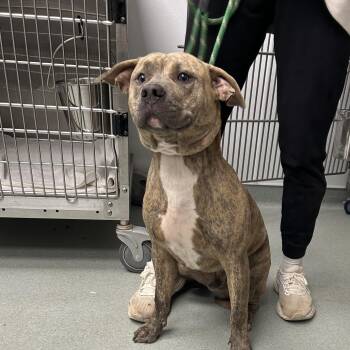 Pit Bull Terrier Dogs Available for Adoption - Grubbs | PetCurious