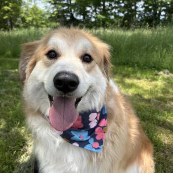 Nora -  Great Pyrenees and Australian Shepherd Dog for Adoption in New Boston, New Hampshire - Nora | PetCurious
