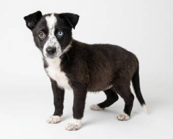 Lorelai -  Border Collie Dog for Adoption in Bedford, Indiana - Lorelai | PetCurious