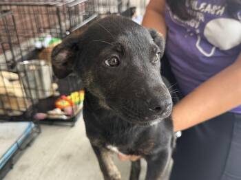 Labrador Retriever Dogs Available for Adoption in The Woodlands, Texas - Dough | PetCurious