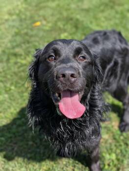 Snape -  Flat Coated Retriever Dog for Adoption in Chambersburg, Pennsylvania - Snape | PetCurious
