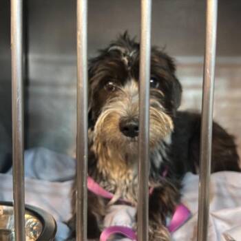 Nori -  Schnauzer Dog for Adoption in Savannah, Georgia - Nori | PetCurious