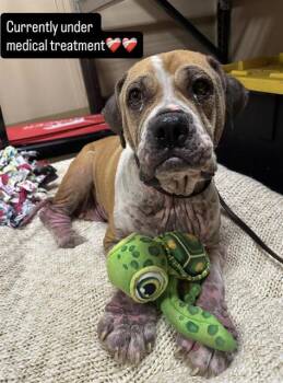 Rescue Mastiff and Mixed Breed Dogs for Adoption in Chula Vista, California - DORA | PetCurious