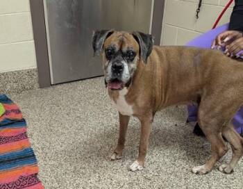 Dutchess -  Boxer and Mixed Breed Dog for Adoption in Westland, Michigan - Dutchess | PetCurious