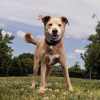 Dusty (Broski) -  Mixed Breed Dog for Adoption in Franklin, Tennessee - Dusty (Broski) | PetCurious