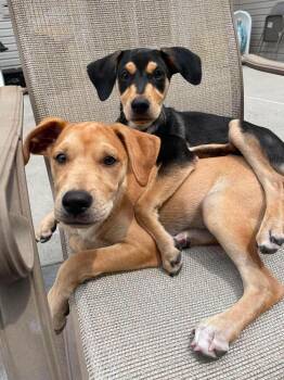 Ashley -  Labrador Retriever and Retriever Dog for Adoption in Valley Stream, New York - Ashley | PetCurious