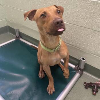 Mixed Breed Dogs Available for Adoption in West Palm Beach, Florida - Buck | PetCurious