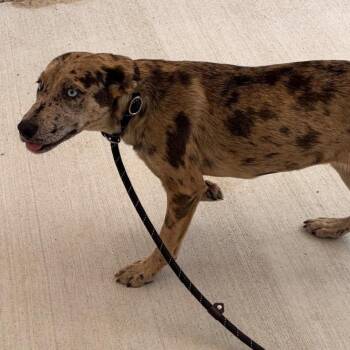 Pretty Millie the petite Catahoula with blue eyes -  Catahoula Leopard Dog Dog for Adoption in Charlottesville, Virginia - Pretty Millie The Petite Catahoula With Blue Eyes | PetCurious