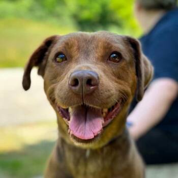 Roxi (20260826-01) -  Labrador Retriever and American Bulldog Dog for Adoption in Niagara Falls, Ontario - Roxi (20260826-01) | PetCurious