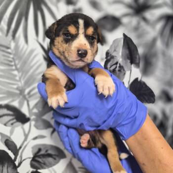 Drac -  Shepherd Dog for Adoption in Wahiawa, Hawaii - Drac | PetCurious