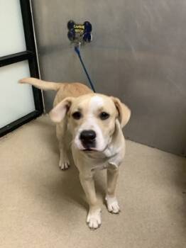 Rescue Retriever and Mixed Breed Dogs for Adoption in Fort Worth, Texas - Cheeta | PetCurious