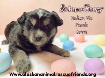 Australian Shepherd and Terrier Dogs Available for Adoption - Salmonberry | PetCurious