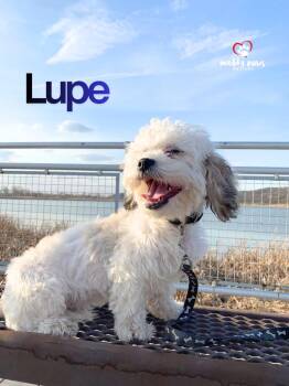 Lupe -  Shih Tzu Dog for Adoption in Council Bluffs, Iowa - Lupe | PetCurious