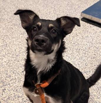 Maya -  German Shepherd Dog Dog for Adoption in Golden, Colorado - Maya | PetCurious