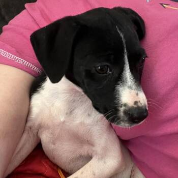Mixed Breed Dogs Available for Adoption in Olathe, Kansas - Lorelei | PetCurious