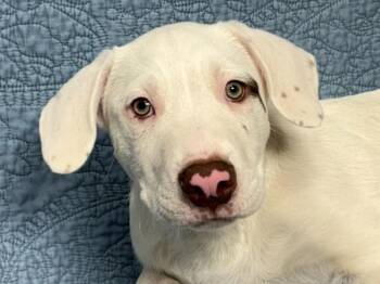 Dilly -  Border Collie and Pit Bull Terrier Dog for Adoption in Portland, Oregon - Dilly | PetCurious