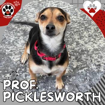Chihuahua Dogs Available for Adoption in Foxfield, Colorado - Professor Picklesworth | PetCurious