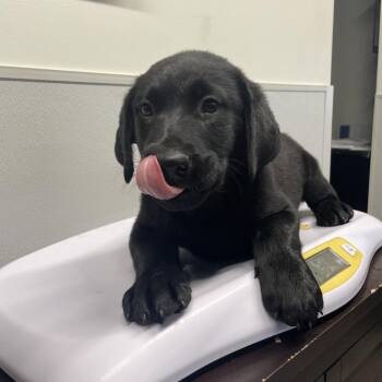 Black Labrador Retriever Dogs Available for Adoption - Finn | PetCurious