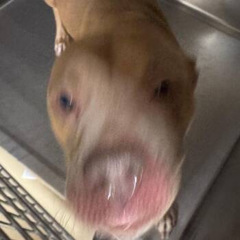 Mixed Breed Dogs Available for Adoption - Slappy | PetCurious