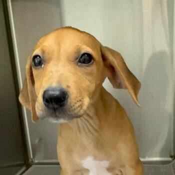Sage -  Redbone Coonhound and Labrador Retriever Dog for Adoption in Waggaman, Louisiana - Sage | PetCurious