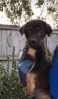 Abigail -  German Shepherd Dog Dog for Adoption in Bull Valley, Illinois - Abigail | PetCurious