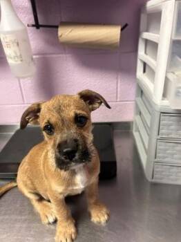 61394464 -  Mixed Breed Dog for Adoption in El Paso, Texas - 61394464 | PetCurious