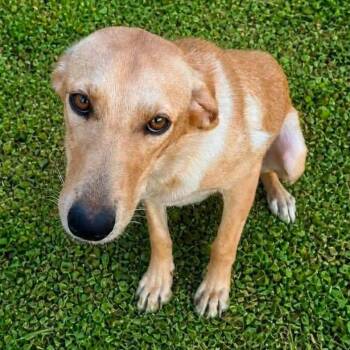 Daisy Gibson -  Labrador Retriever Dog for Adoption in Wadena, Minnesota - Daisy Gibson | PetCurious