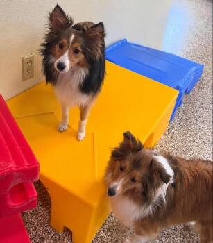 Piper and Paisley (bonded pair) -  Shetland Sheepdog Sheltie Dog for Adoption in Portland, Maine - Piper And Paisley (bonded Pair) | PetCurious