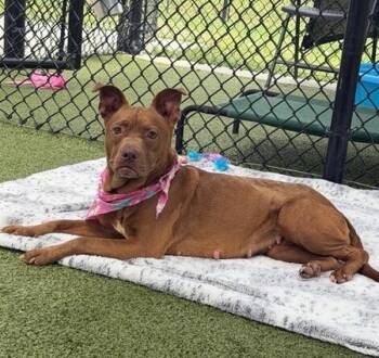 Pit Bull Terrier Dogs Available for Adoption in Lafayette, Louisiana - Tootsie Roll | PetCurious