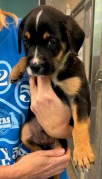 Korey -  Mixed Breed Dog for Adoption in Morristown, New Jersey - Korey | PetCurious