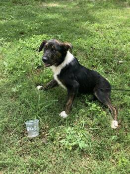 AUGUSTUS -  Mixed Breed Dog for Adoption in Dallas, Texas - AUGUSTUS | PetCurious