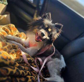 Jasmine -  Pomeranian Dog for Adoption in Clovis, California - Jasmine | PetCurious