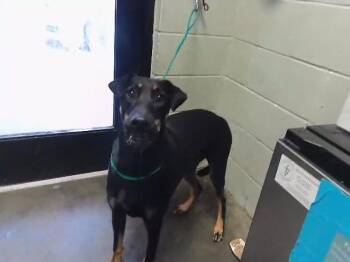 Doberman Pinscher and Mixed Breed Dogs Available for Adoption in Tulsa, Oklahoma - PERIWINKLE | PetCurious