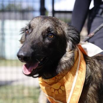 HANSEL -  Belgian Shepherd Malinois Dog for Adoption in San Antonio, Texas - HANSEL | PetCurious