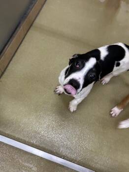 Moo -  Mixed Breed Dog for Adoption in Hobbs, New Mexico - Moo | PetCurious