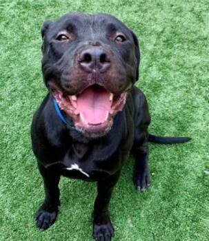 Please Save Me - MARLEY - A549895 -  Pit Bull Terrier Dog for Adoption in San Marcos, California - Please Save Me - MARLEY - A549895 | PetCurious