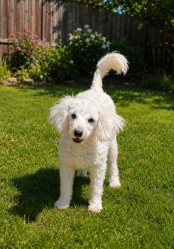 Bichon Frise Dogs Available for Adoption in Seaford, Delaware - Alessandra | PetCurious