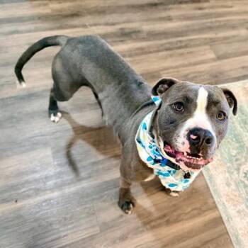 Pit Bull Terrier Dogs Available for Adoption in Friendswood, Texas - Marky Mark Your Fun Loving Best Friend | PetCurious