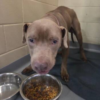 Mixed Breed Dogs Available for Adoption - 02/17/2026-EnforcementHold- PlateauDrive-2 | PetCurious