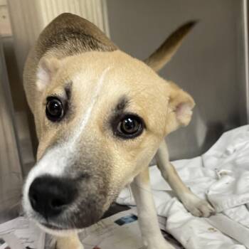 Babs -  Pit Bull Terrier Dog for Adoption in Birmingham, Alabama - Babs | PetCurious