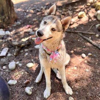 Rescue Husky Dogs for Adoption in Olympia, Washington - Neiko | PetCurious