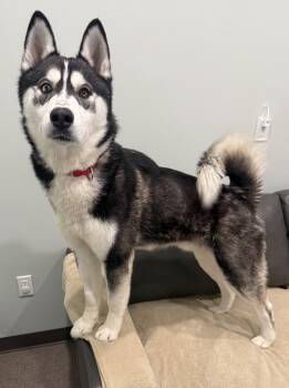Siberian Husky Dogs Available for Adoption - Odin | PetCurious