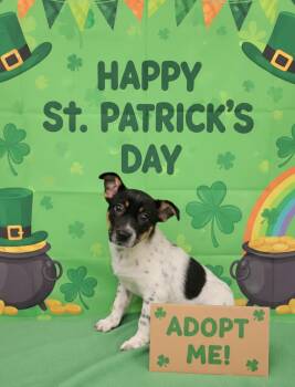 Australian Cattle Dog Blue Heeler Dogs Available for Adoption - Monika | PetCurious