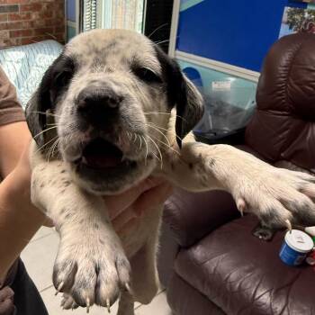 Poodle and Pointer Dogs Available for Adoption - Morty Seinfeld | PetCurious