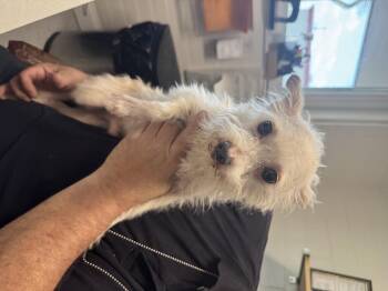 Chihuahua Dogs Available for Adoption in Salem, Ohio - Linguine  | PetCurious