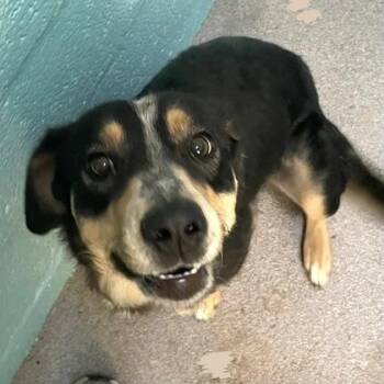 Australian Cattle Dog Blue Heeler Dogs Available for Adoption in Flagstaff, Arizona - Bella | PetCurious