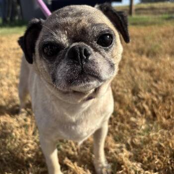 Gertle -  Pug Dog for Adoption in Floresville, Texas - Gertle | PetCurious