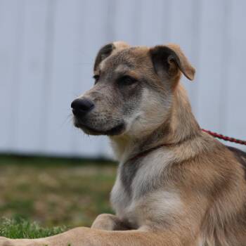 Mixed Breed Dogs Available for Adoption in Hohenwald, Tennessee - Bear2 | PetCurious
