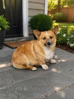 Cardigan Welsh Corgi Dogs Available for Adoption - Layla | PetCurious