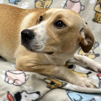 Abby -  Labrador Retriever and Mixed Breed Dog for Adoption - Abby | PetCurious